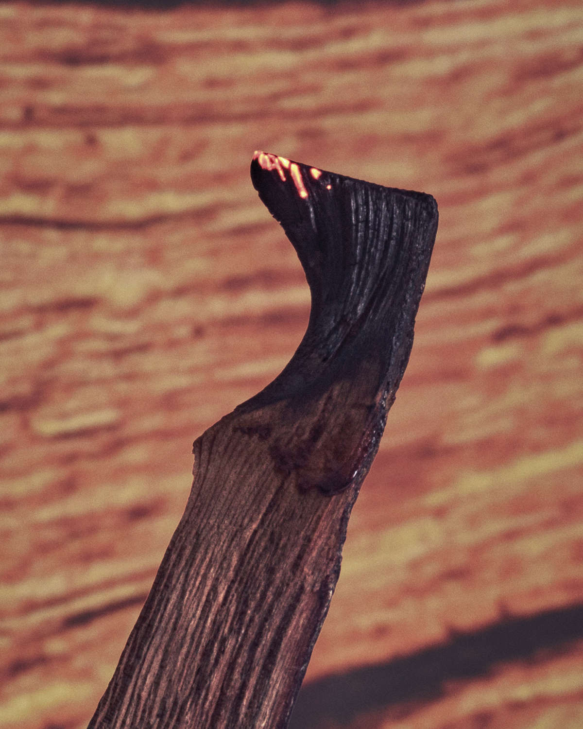 LOEWE Home Scents Palo Santo Scented Candle | Source: LOEWE Perfumes